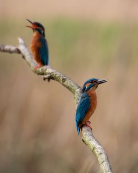 Een ijsvogelpaartje in de zon