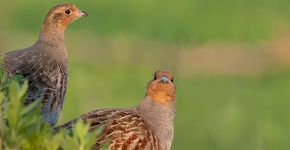 Patrijs / Shutterstock