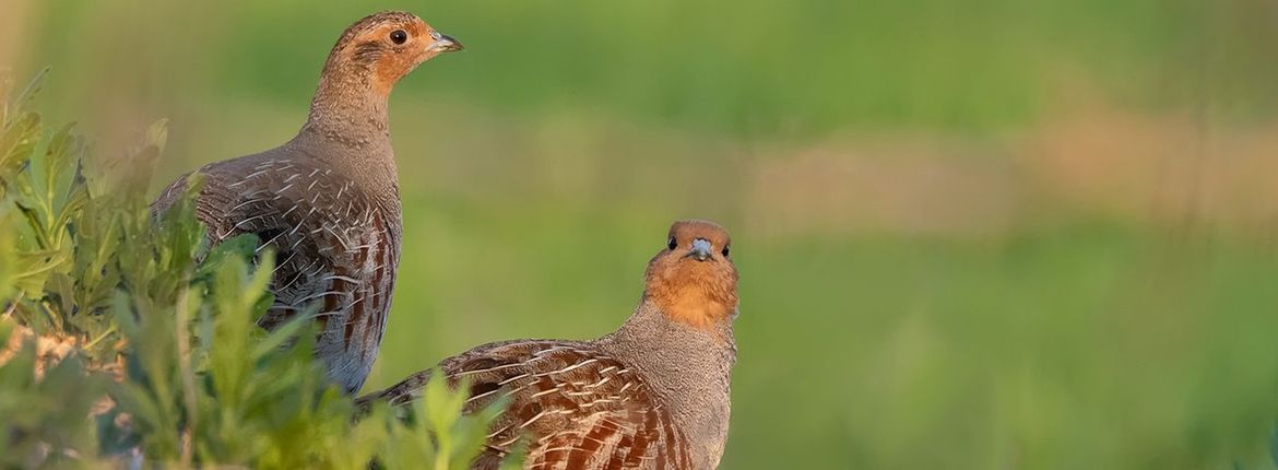 Patrijs / Shutterstock