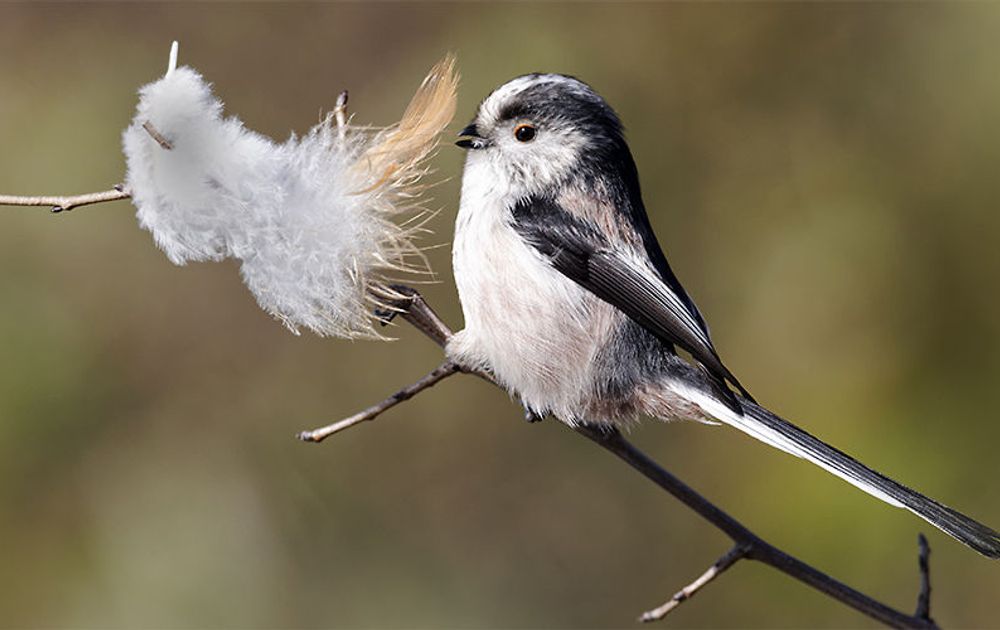 Vogelgids |