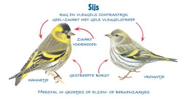 Infographic sijs