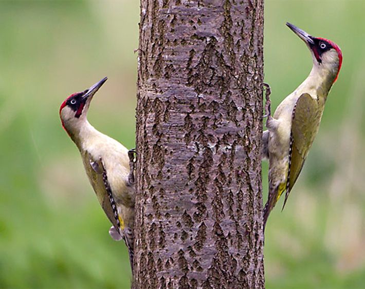 Groene specht / Birdphoto