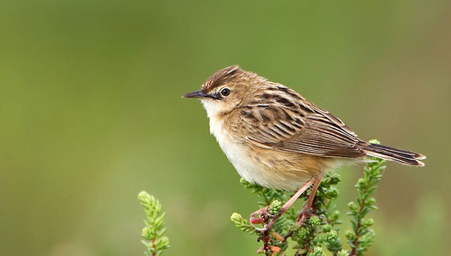 Graszanger / Birdphoto