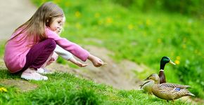 Wilde eend voer / Shutterstock Wilde eend voer / Shutterstock
