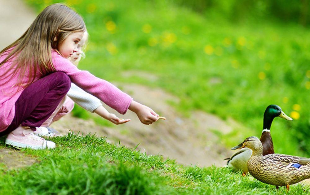 Mogen We Nog Eendjes Voeren Vogelbescherming