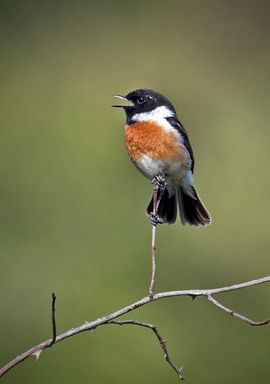 Roodborsttapuit, male, zingend