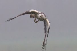 Blonde buizerd in de vlucht