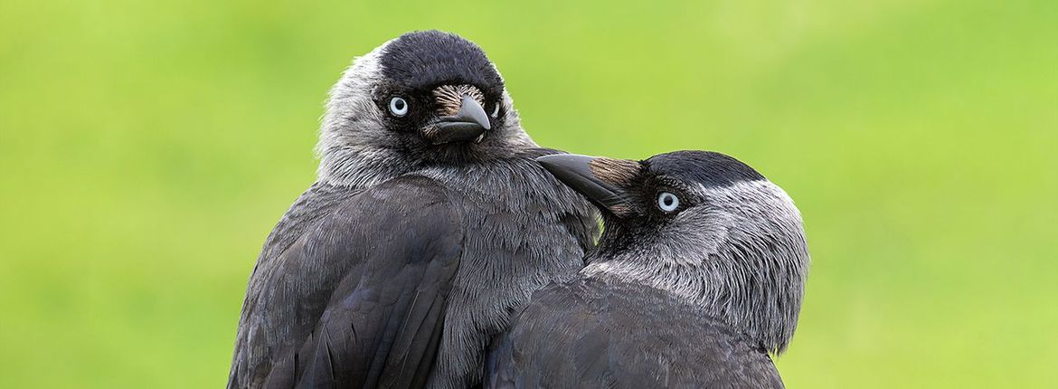 Kauwen / Leon Versaevel Fotogalerij