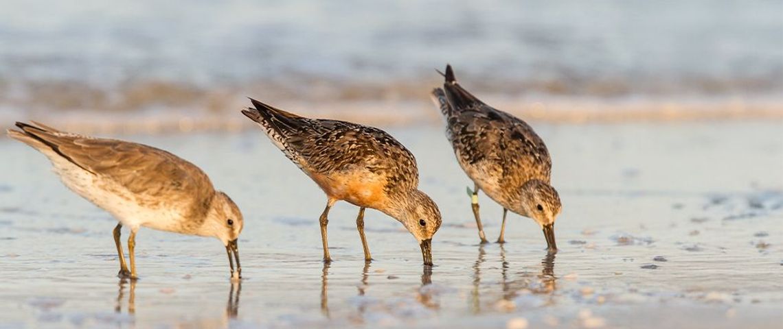 Kanoet / Shutterstock