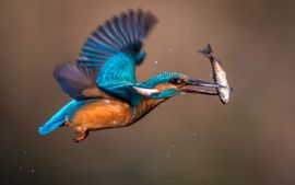 ijsvogel in vlucht met visje