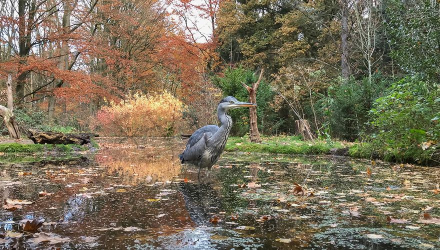 Blauwe reiger / Rob Kempers