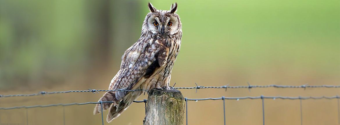 Ransuil / Birdphoto