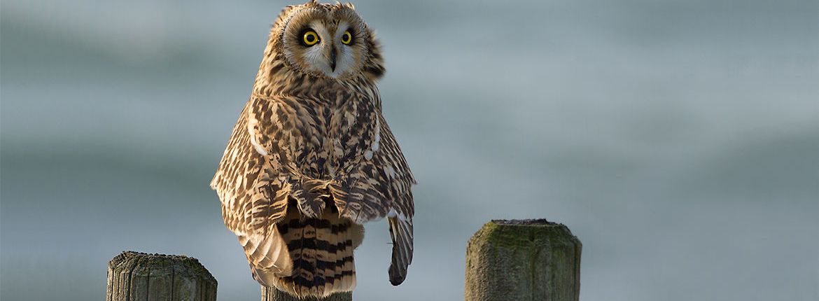 Veelgestelde | Vogelbescherming