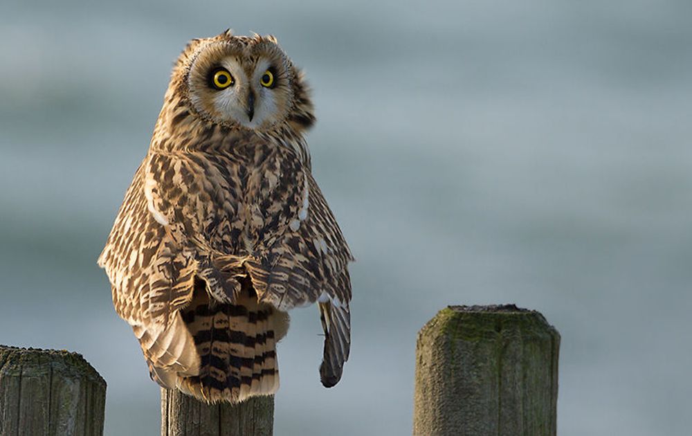 Veelgestelde wet- en regelgeving | Vogelbescherming