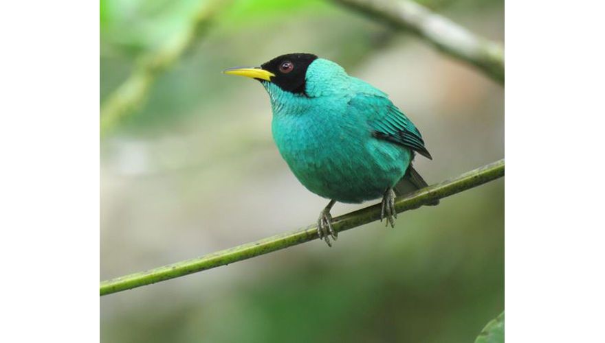 Green honeycreeper / Arjan Dwarshuis