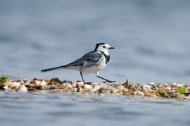 Flaneren over het strand