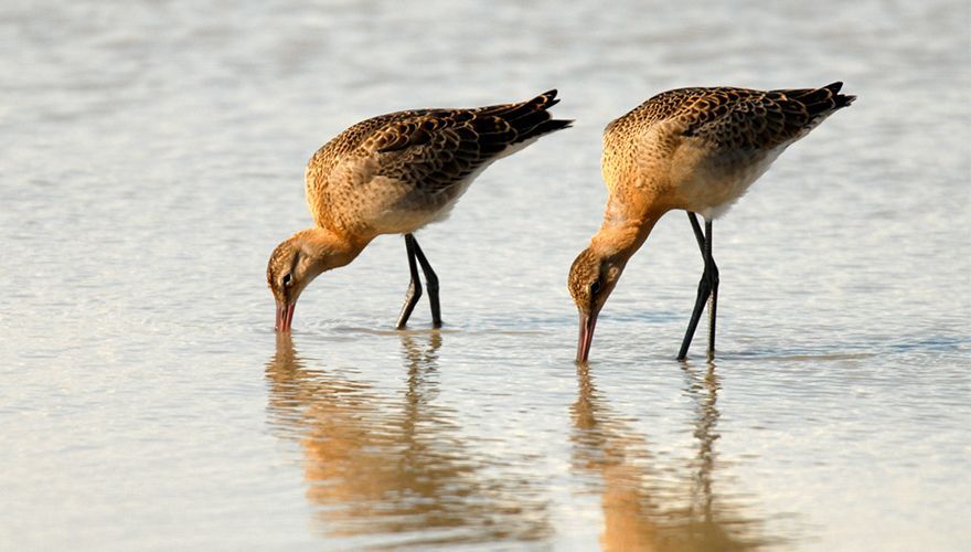 Juveniele grutto's / Gerrit Gerritsen