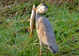 Reiger heeft snoek op het menu 