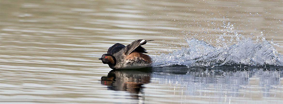 Geoorde fuut / Birdphoto