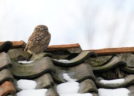 Steenuil in de winter