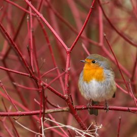 de kleur van de herfst.....rood