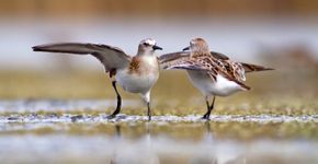 Kleine strandloper / Shutterstock