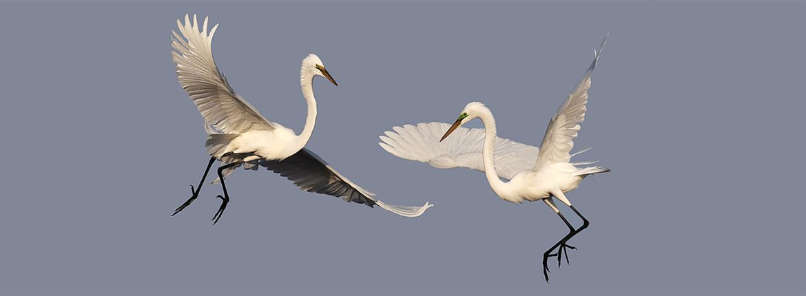 Grote zilverreiger / Shutterstock