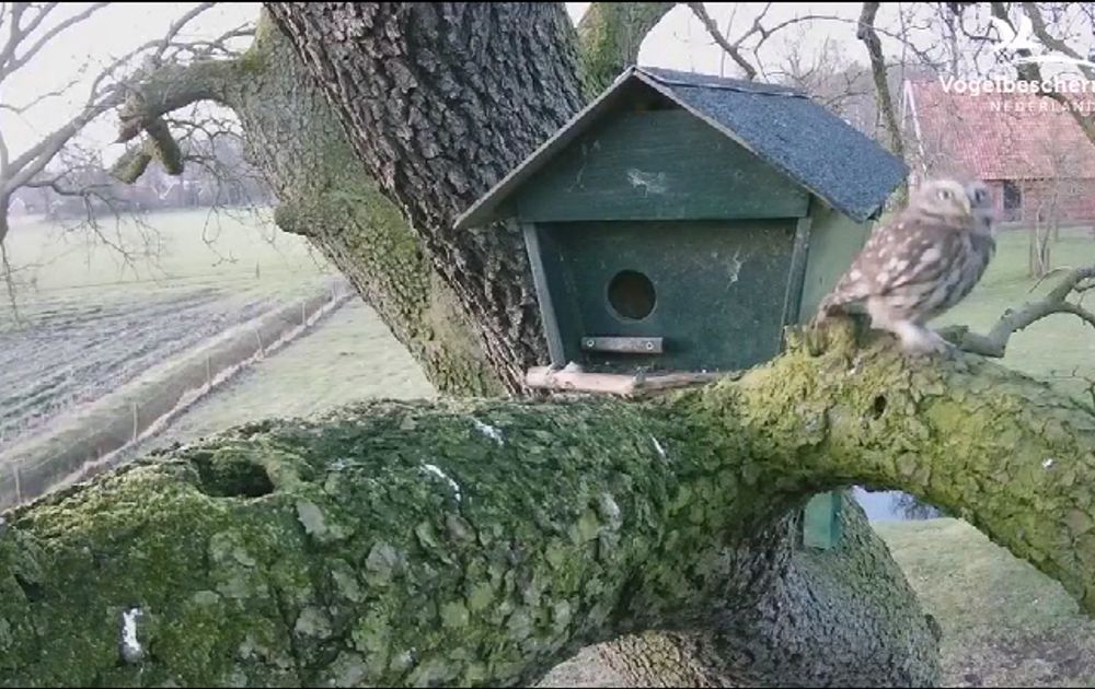 De vogel is gevlogen (Wi) Vogelbescherming