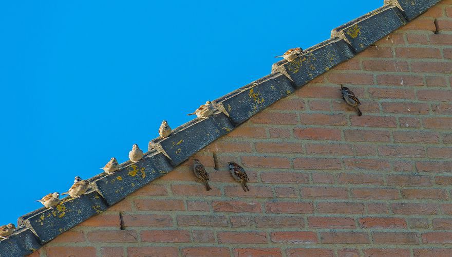Huismussen op dakrand / Shutterstock