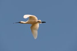 Overvliegend groot wild