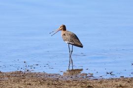 De lokroep van de grutto