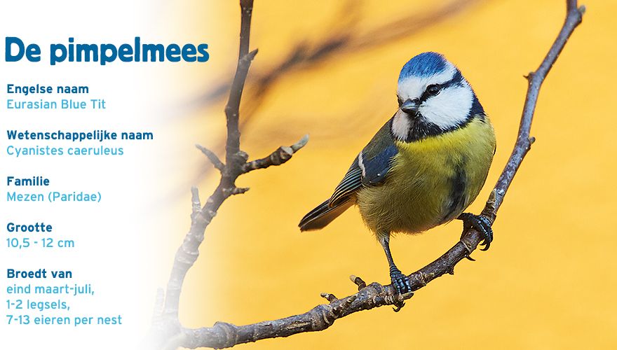 Pimpelmees paspoort tuinvogelcursus