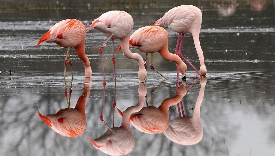 Flamingo / Benno Stortelder - Vogelfotogalerij