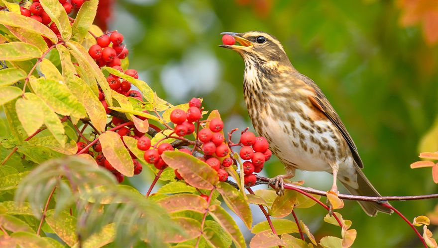 Koperwiek / Shutterstock