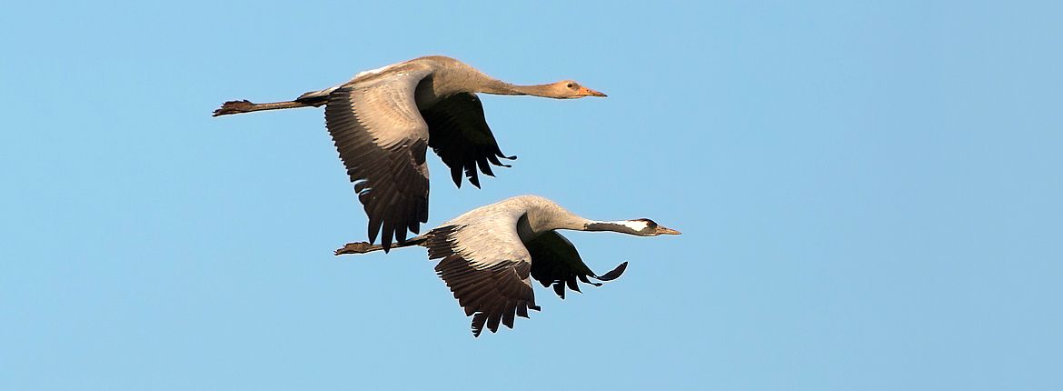 Kraanvogel / Birdphoto