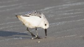 Drieteenstrandloper op Texel