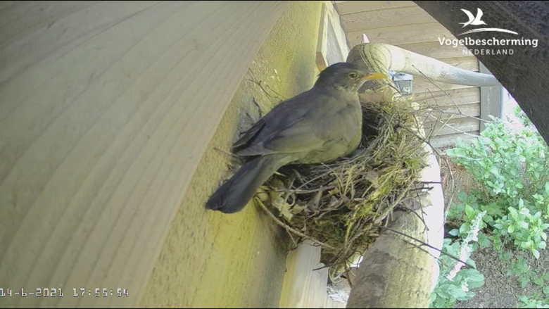 Tijdens ~ Latijns Afspraak Geef jouw merelnest door! | Vogelbescherming