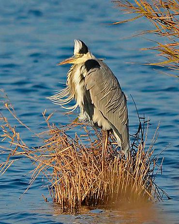 Blauwe reiger / Piazz