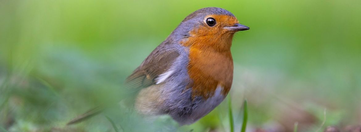Roodborst / Piet Hein Schuijff 