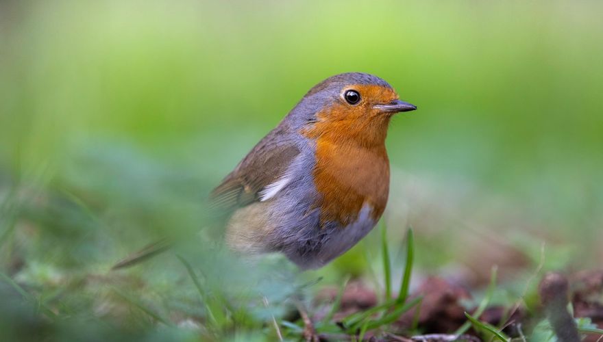 Roodborst / Piet Hein Schuijff 