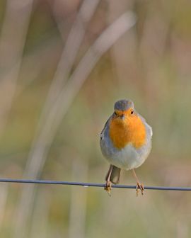 roodborst