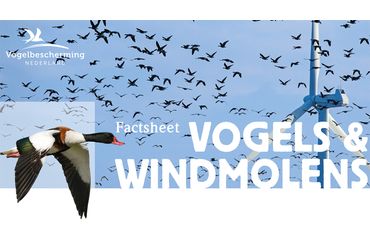 Factsheet Vogels en windmolens