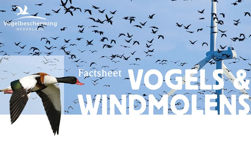 Factsheet Vogels en windmolens