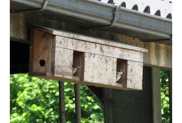 Nestkast huismussen / Marco Renes Brabants Landschap