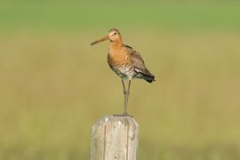 Zoals we vroeger vaak zagen, een grutto op een paaltje die de omgeving in de gaten houdt.