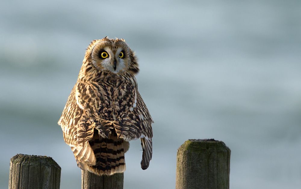 Vogelweetjes | Vogelbescherming