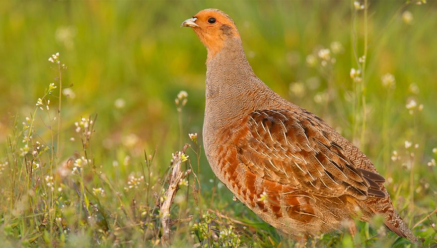 Patrijs / Shutterstock