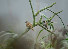 Baardmannetjes in de mist.