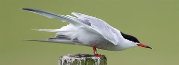 Visdief / Jan Lok