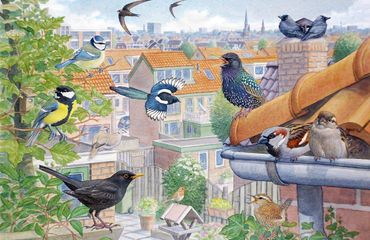 Kleurplaat stadsvogels Zaanstreek